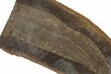 Partial Tully Monster (Tullimonstrum) - Mazon Creek #377817-1
